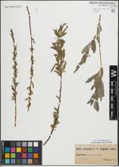 Foto von Salix purpurea L.